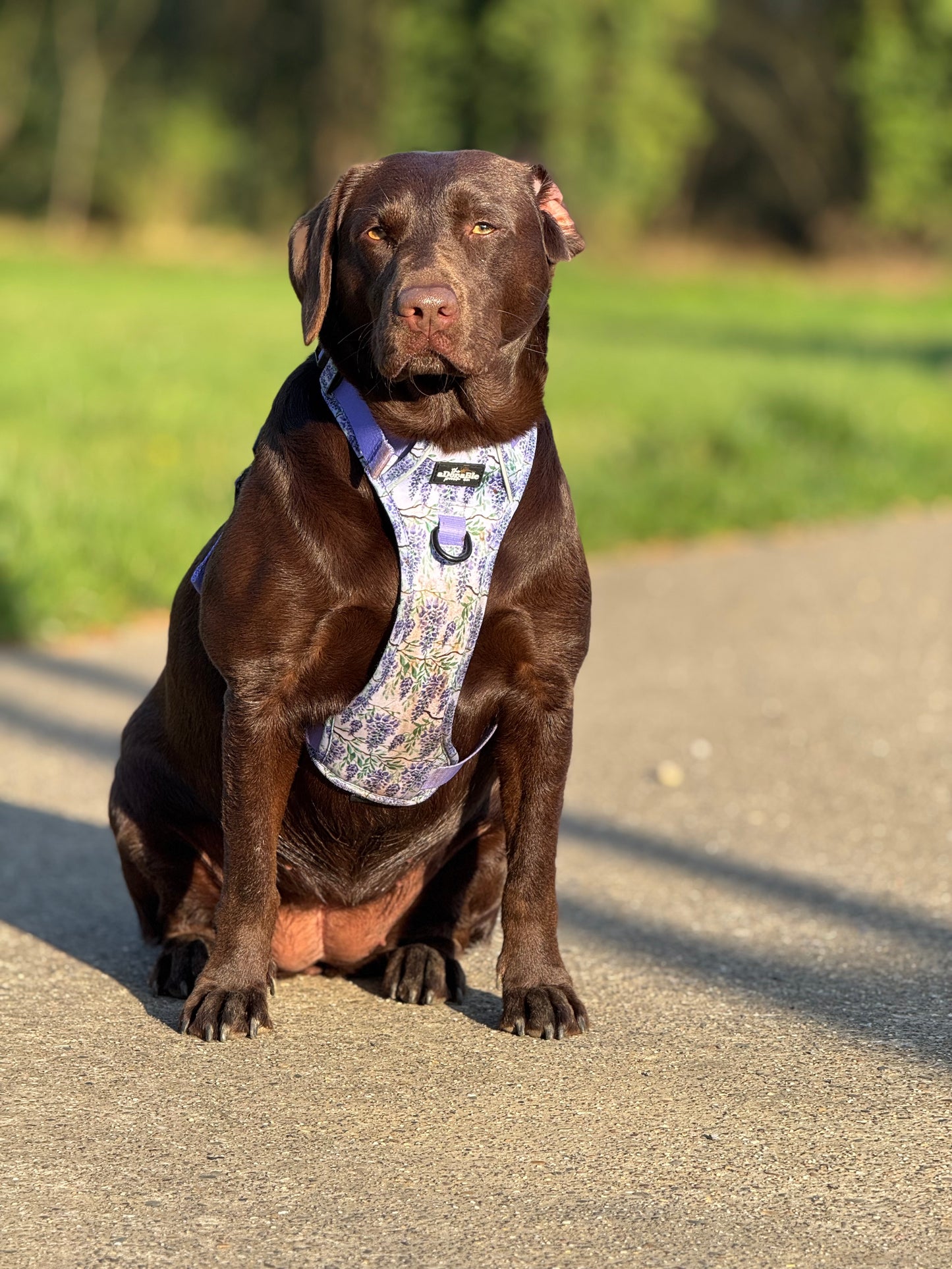 Hike & Go Lite™ Harnas – Wisteria Waltz