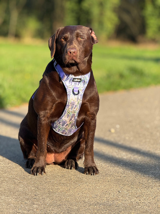 Hike & Go Lite™ Harness – Wisteria Waltz