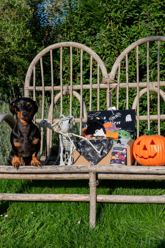 🎁De kwispelbox (halloween editie)