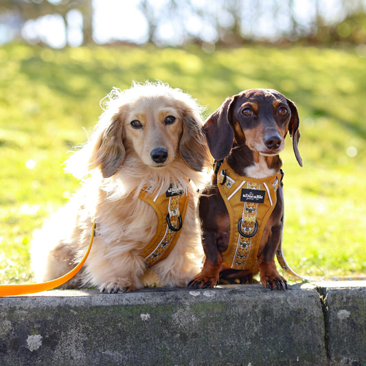 Hike & Go™ Harness - Honeycomb Hive