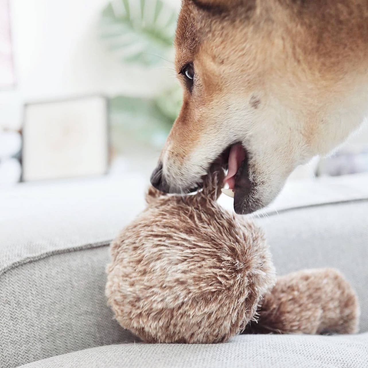 SquirrelPop 🐿️