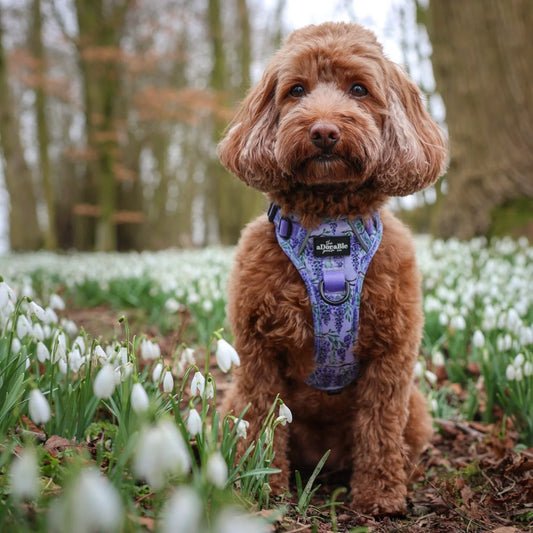 Hike & Go Lite™ Harnas – Wisteria Waltz