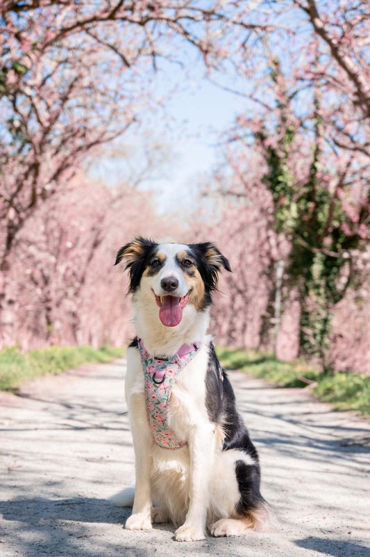 Hike & Go Lite™ Harnas – Peony Petals