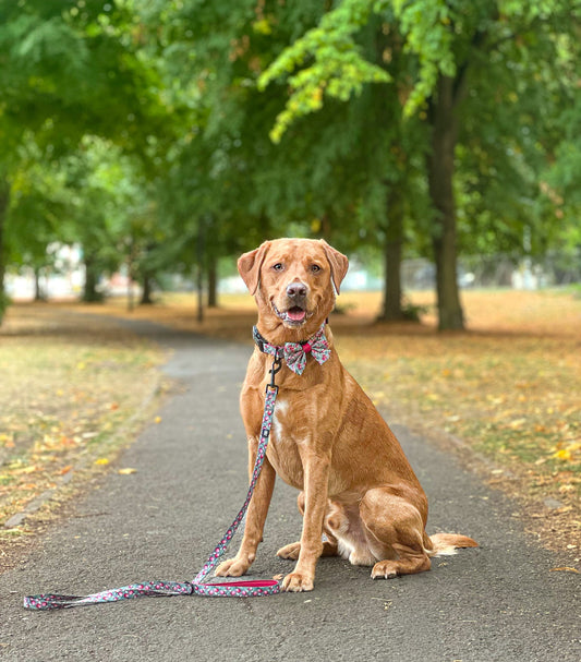 Leiband – Crab Apple Cottage