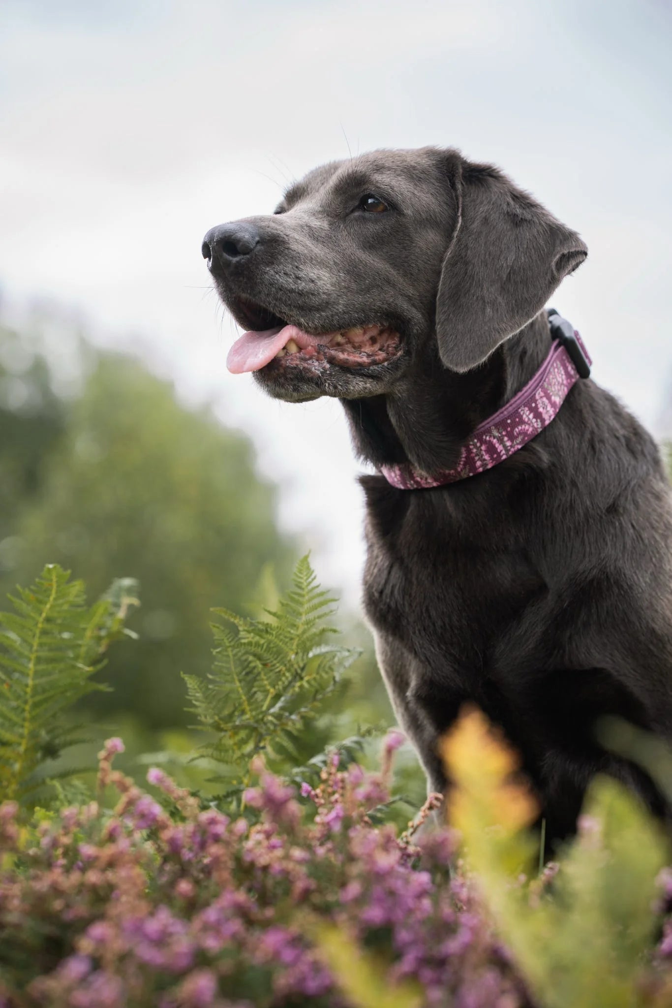 Halsband - Highland Heather