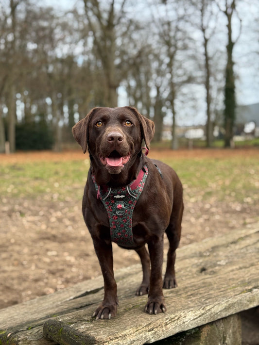 Hike & Go Lite™ Harnas – Holly & Ivy