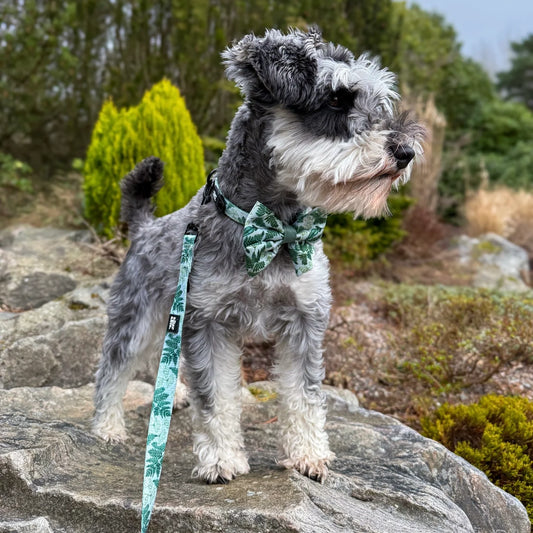 Forest Of Ferns 🌿 – Strik