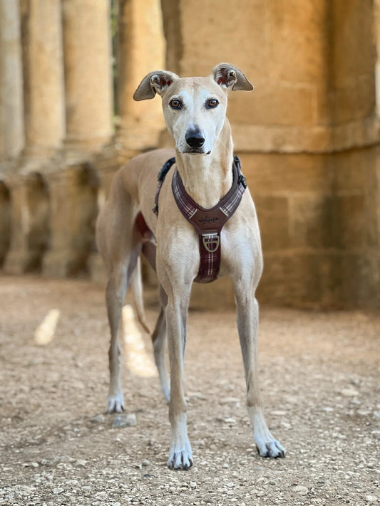 Streamline Pro™ Harnas – Truffle Brown