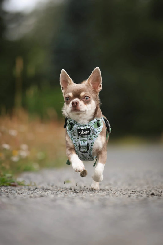 Hike & Go Lite™ Harness - Olive Grove