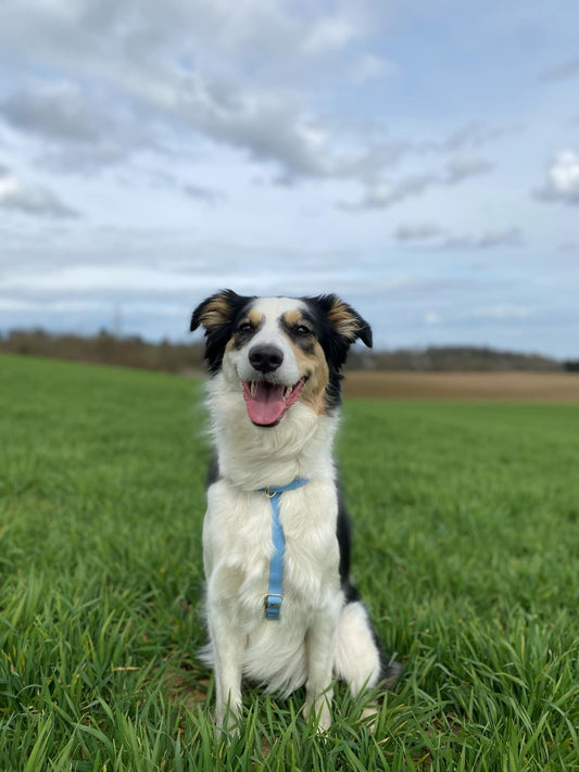 Waterafstotende harnas