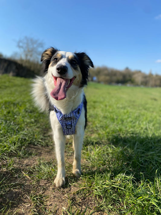 Hike & Go Lite™ Harnas – Lavender Haze