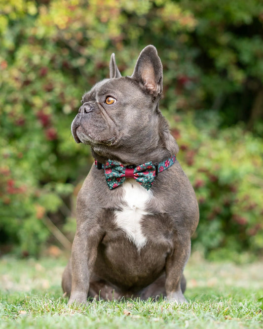 Holly & Ivy – Strikje