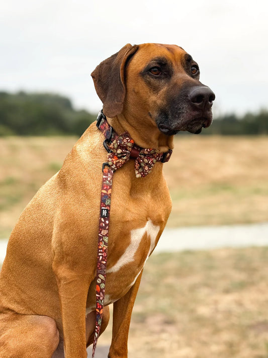 Leiband – Foragers Forest