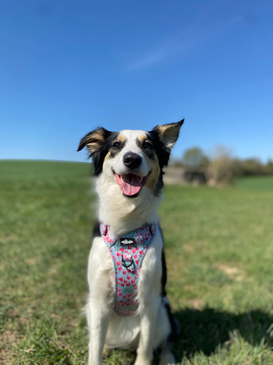 Hike & Go Lite™ Harnas – Timeless Tulips