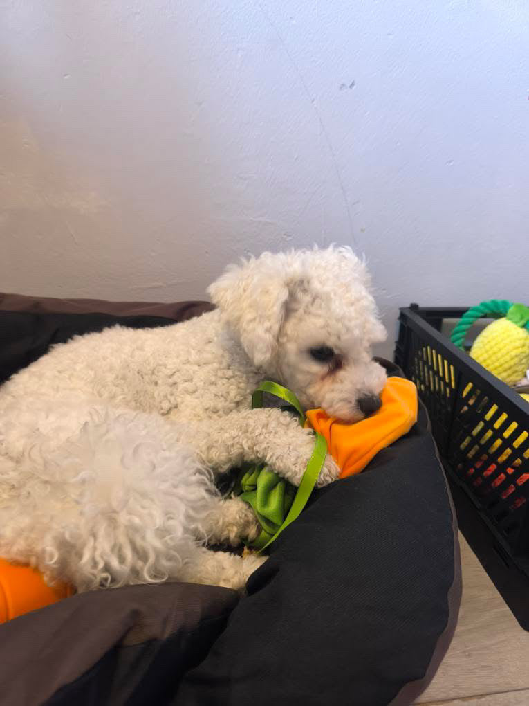 đThe Wagging Box (Halloween Edition)