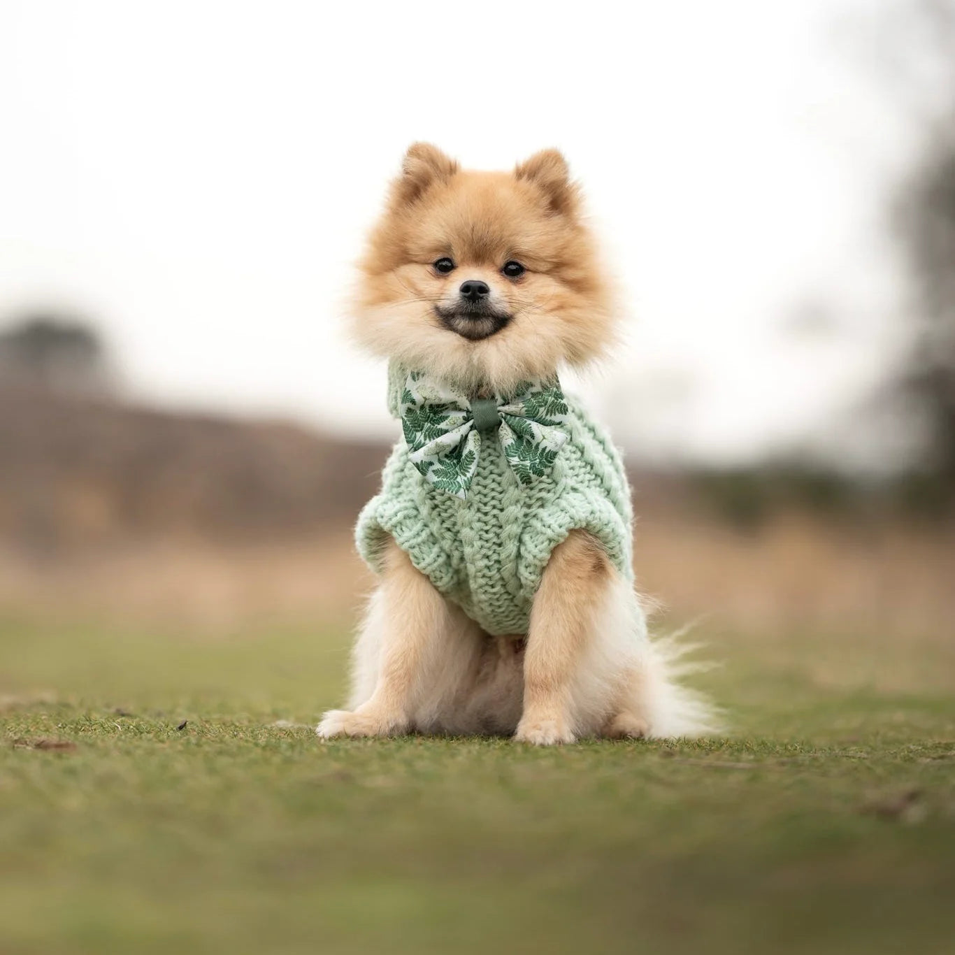 Forest Of Ferns 🌿 – Strik