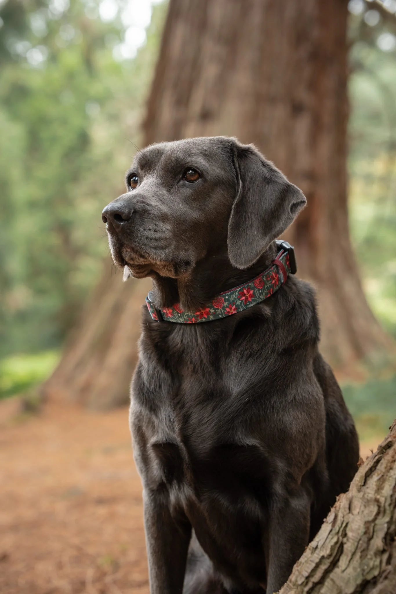 Collier - Houx et Lierre
