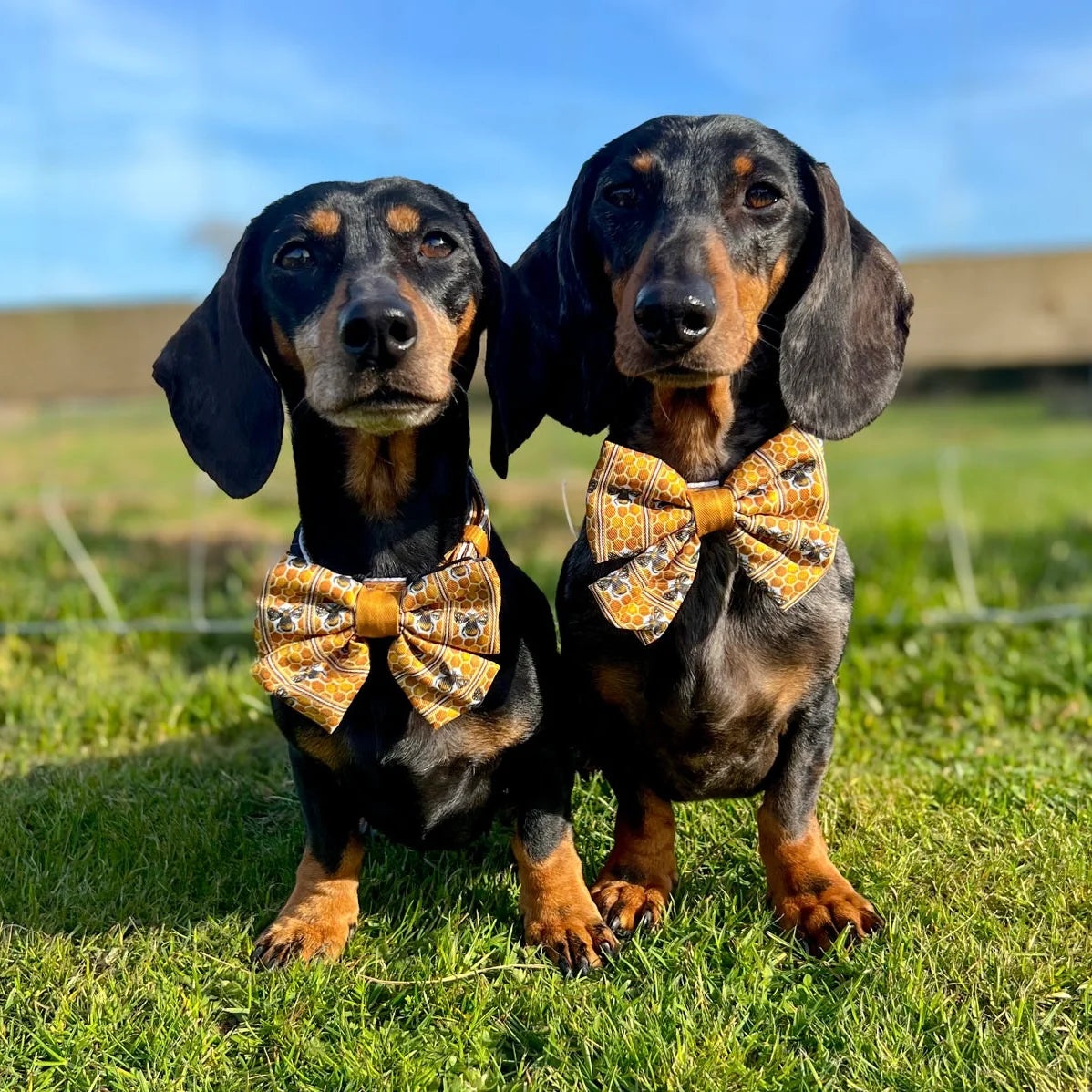 Sailor Bow Tie - Honeycomb Hive