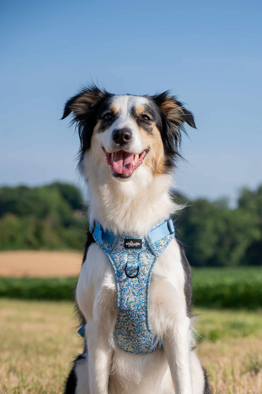 Hike & Go Lite™ Harnas – Flourishing Forget-Me-Nots – Pre-order