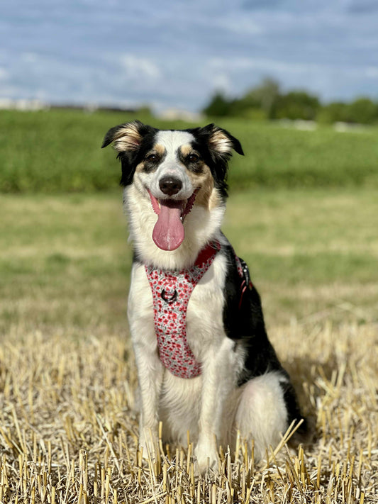 Hike & Go™ Harnas – Painted Poppies