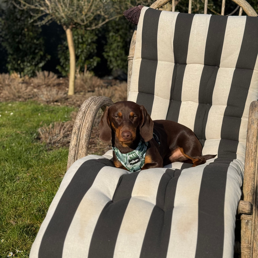 Hike & Go Lite™ Harnas – Forest of Ferns