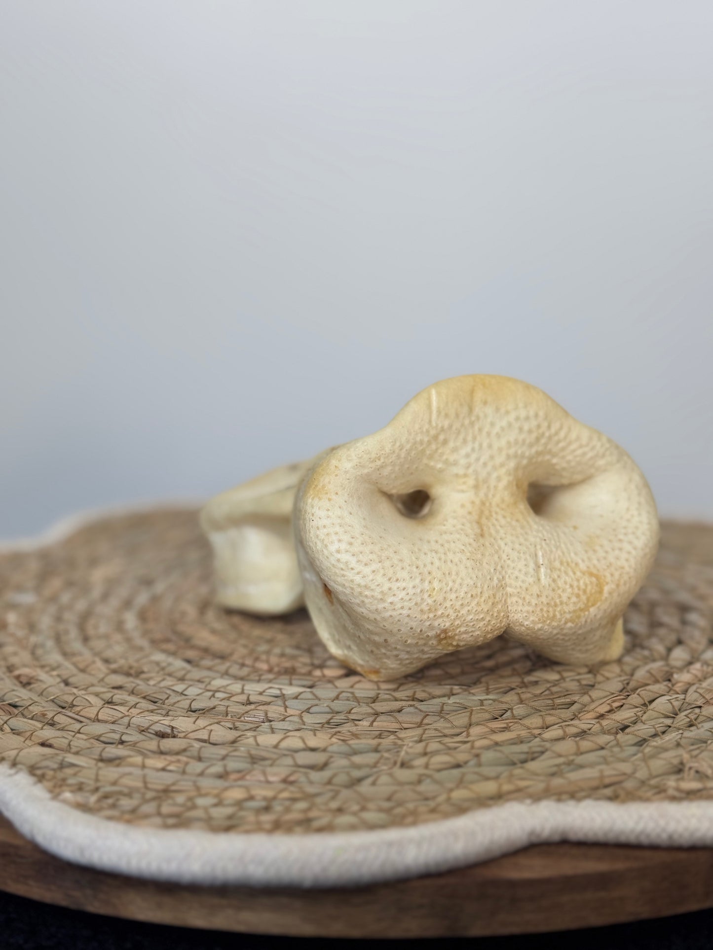 Nez de cochon gonflé