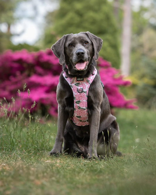 Hike & Go Lite™ Harnas – Hydrangea Garden (Limited Charity Edition) – Pre-order