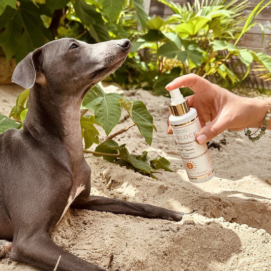 The Dog’s Sunblock