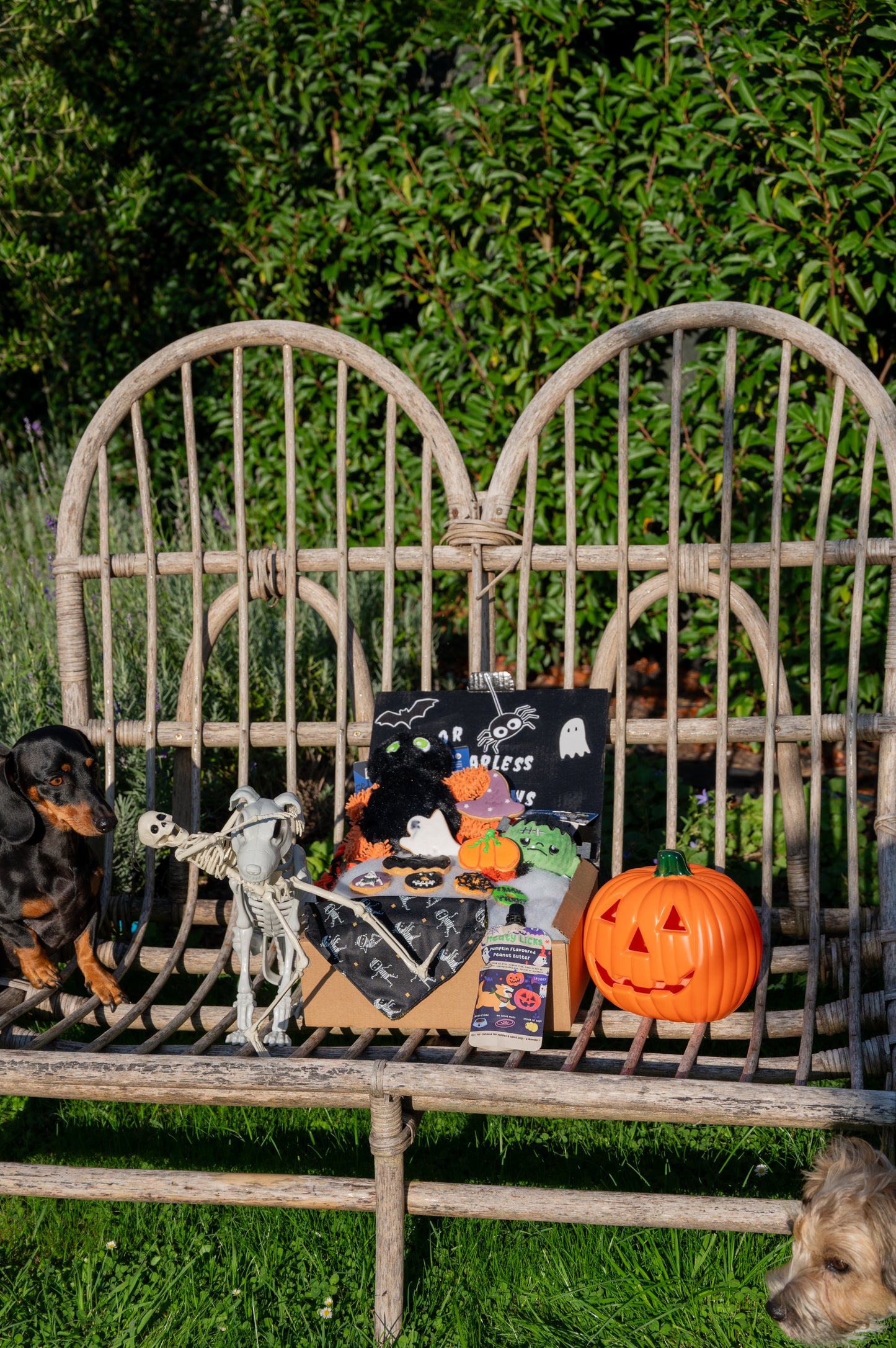 🎁La Boîte qui remue (Édition Halloween)