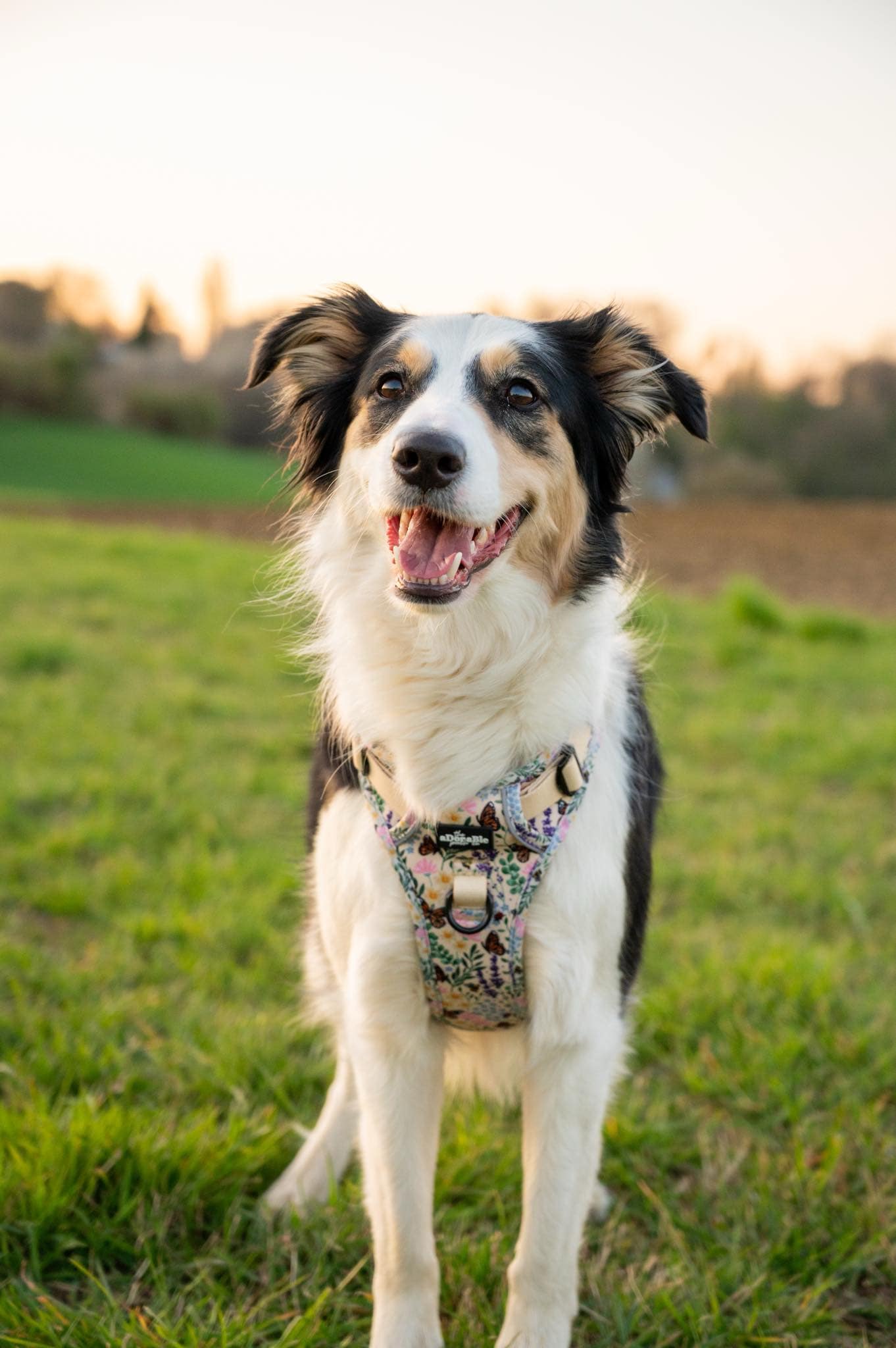 Harnais Hike & Go Lite™ – Bumbles & Butterflies