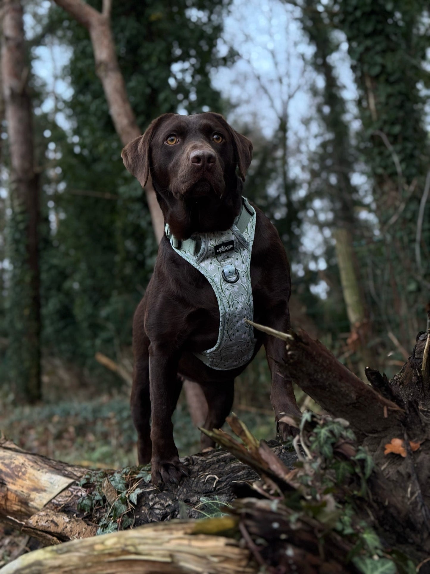 Hike & Go Lite™ Harnas – Silent Snowdrops