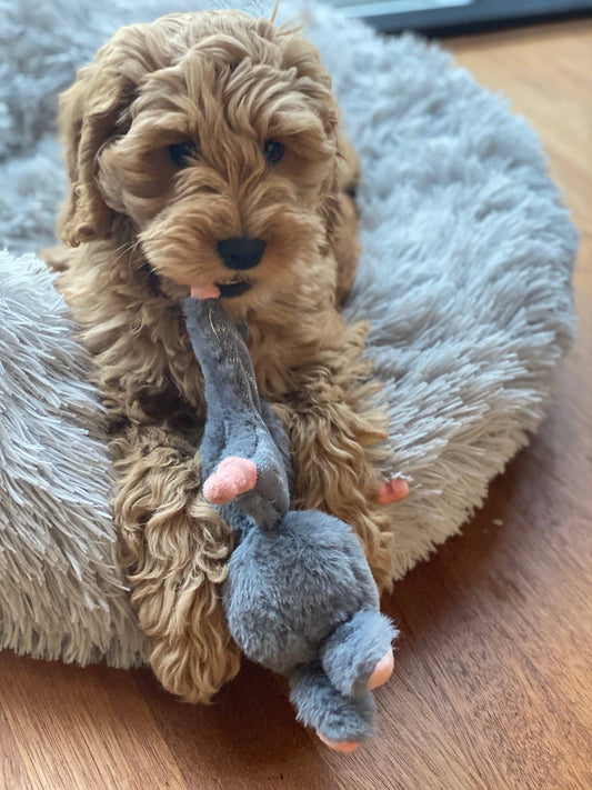 🐰 Corde croustillante pour chiot lapin