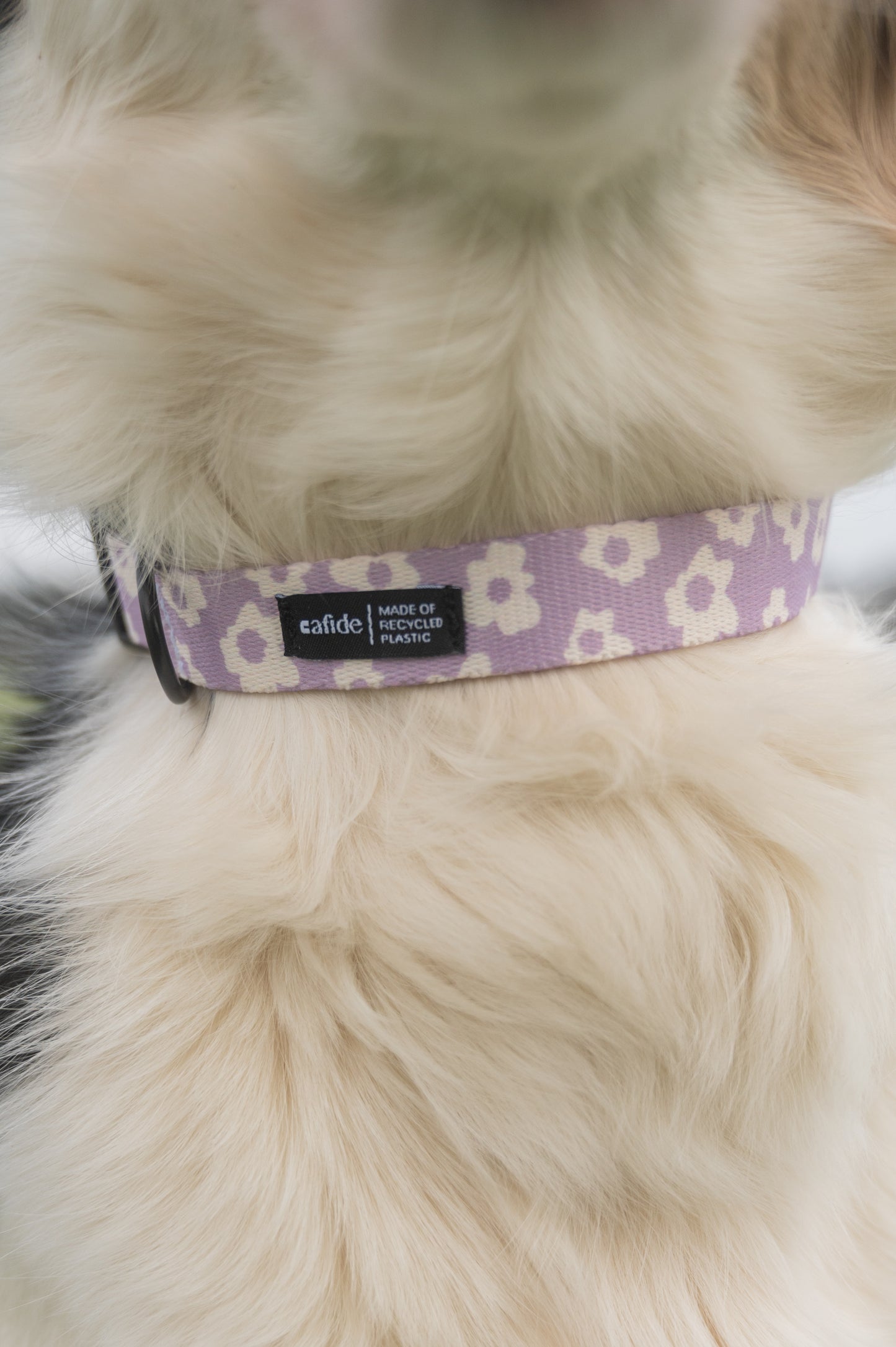 💜 Juno Collar