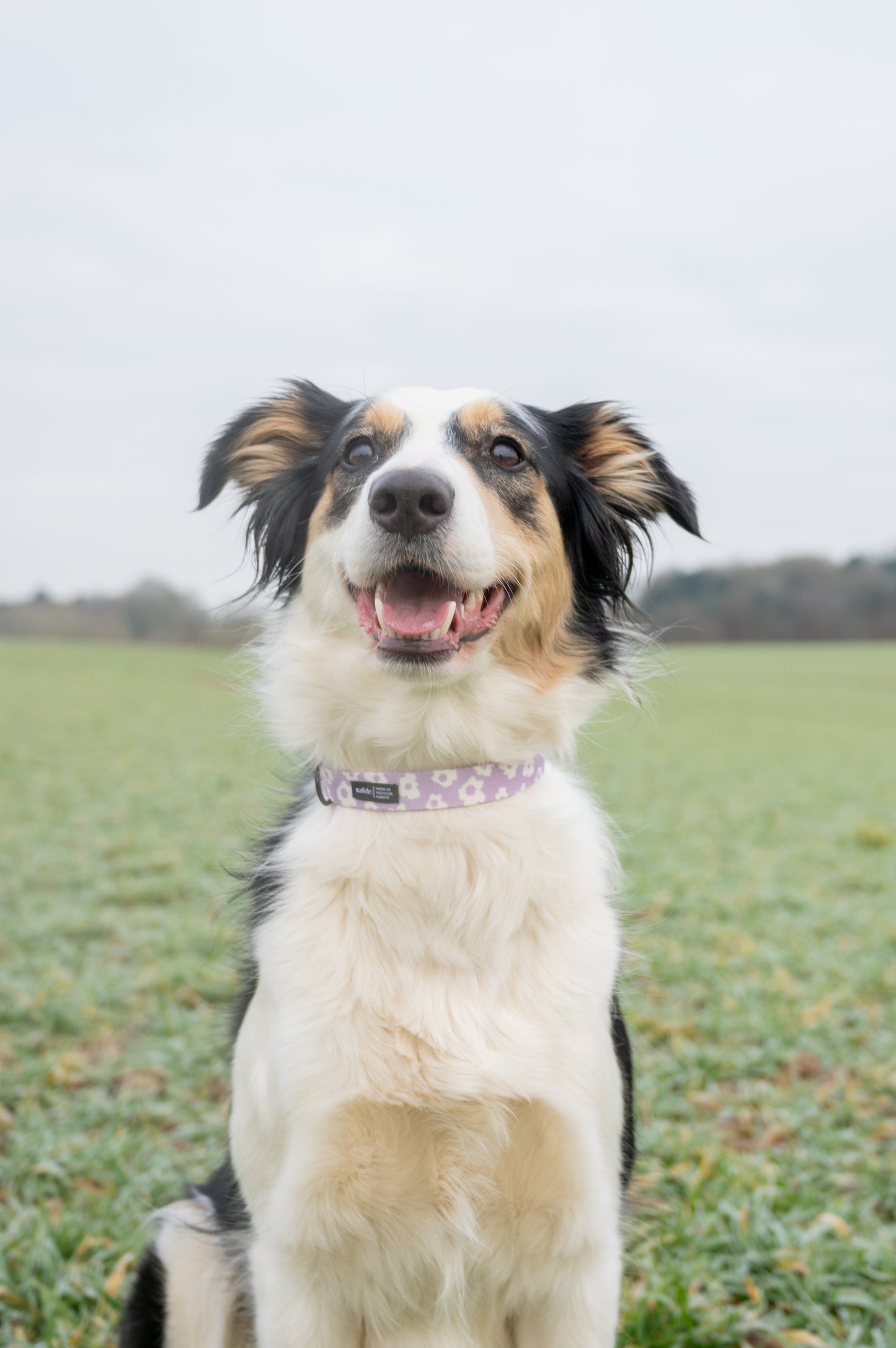 💜 Juno Collar