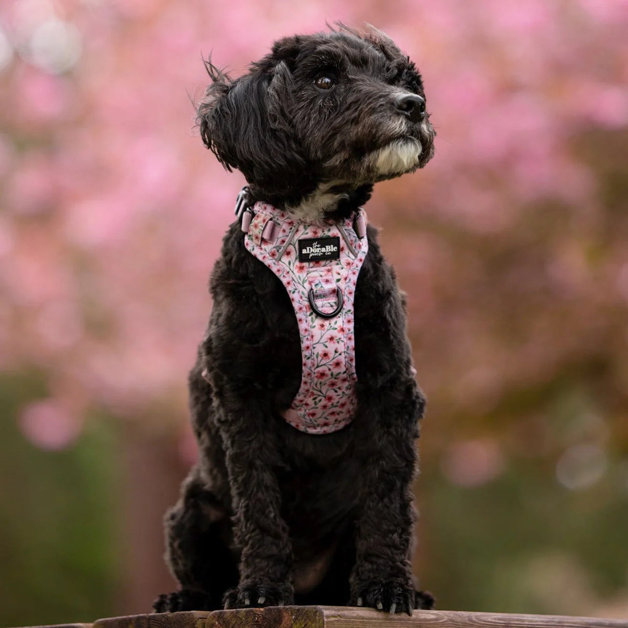 Harnais Hike & Go Lite™ - Blushing Blossoms