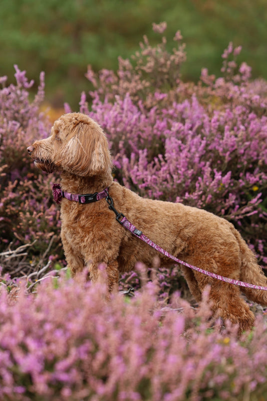 Laisse – Highland Heather