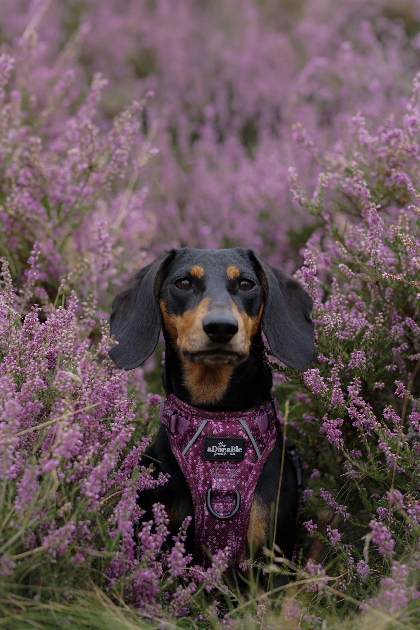 Harnais Hike & Go Lite™ – Highland Heather