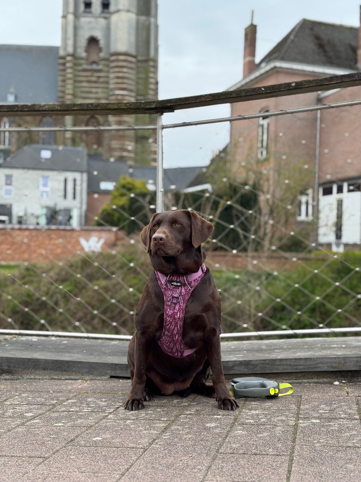 Hike & Go Lite™ Harness – Highland Heather