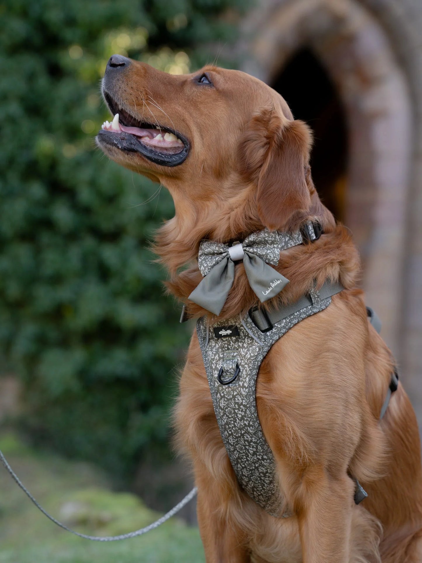 Laura Ashley - Sweet Alyssum - harnas