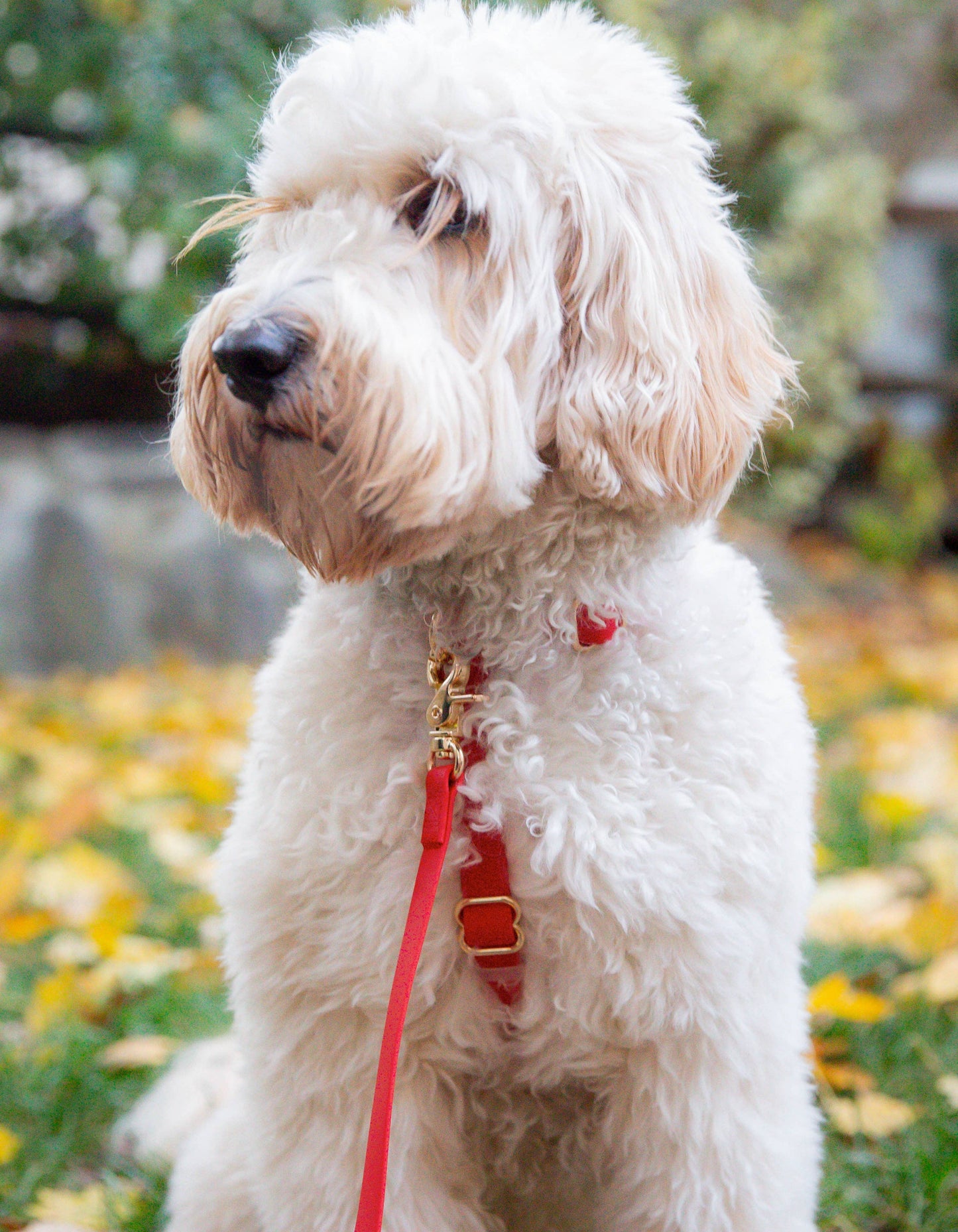 Laisse pour chien hydrofuge