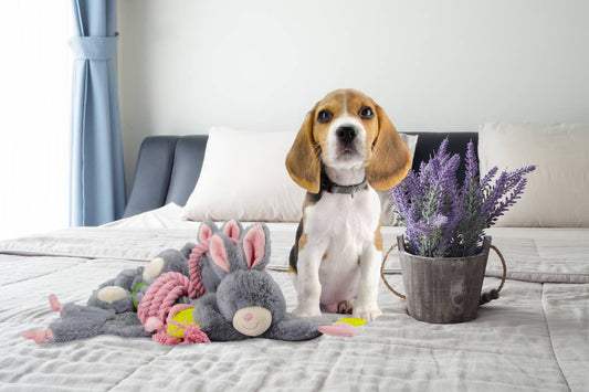 🐰 Lapin Chiot Croquant à Mâcher