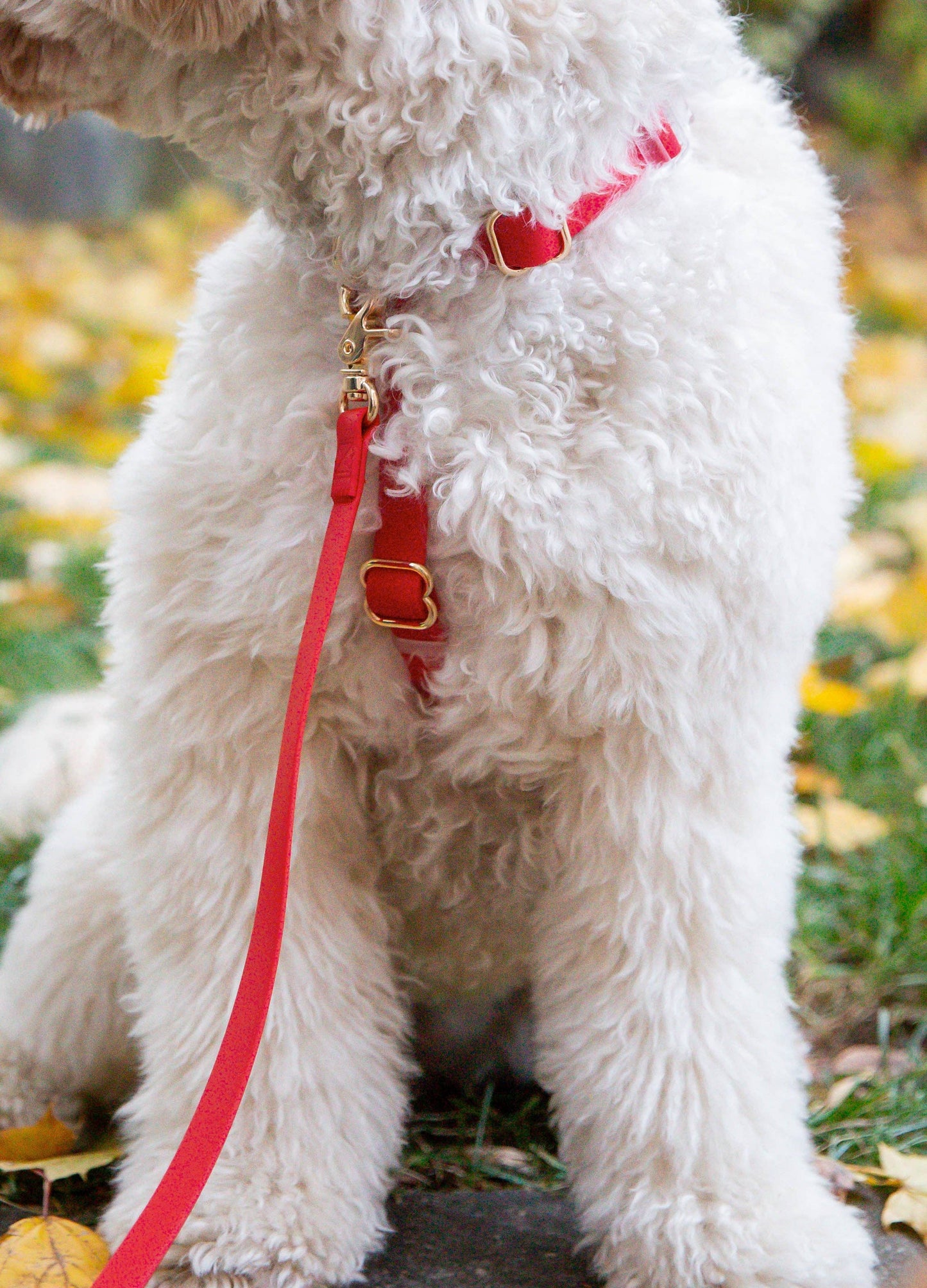 Laisse pour chien hydrofuge