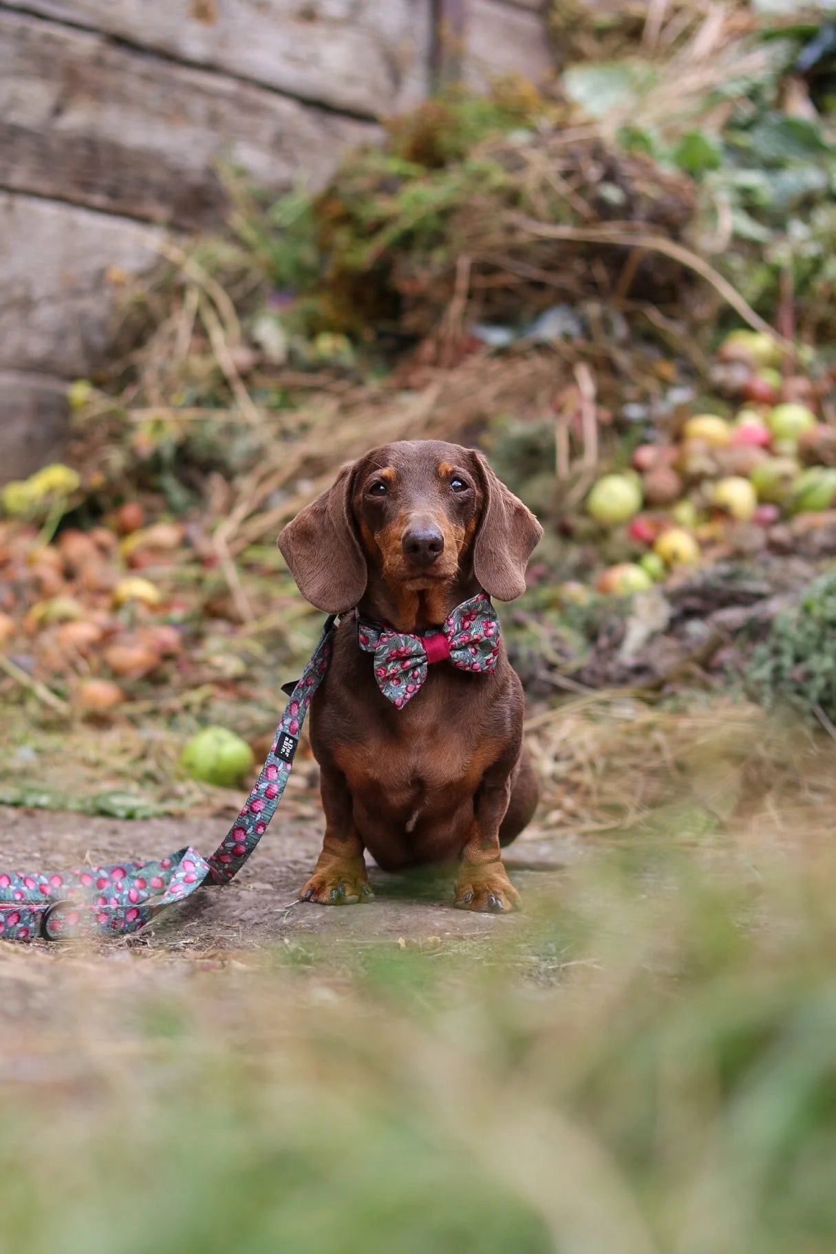Chalet Crab Apple – Bow
