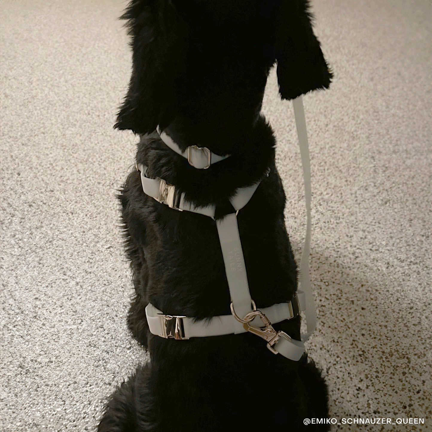 Harnais pour chien Lunar Glow