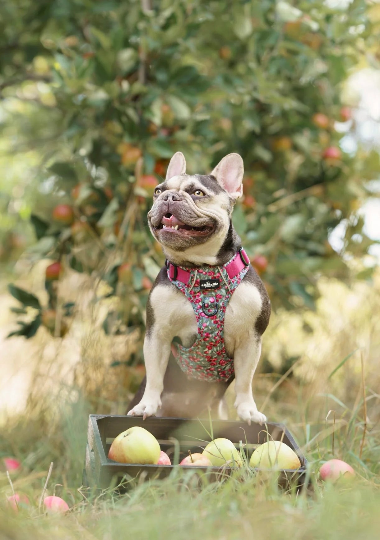 Harnais Hike & Go Lite™ – Crab Apple Cottage
