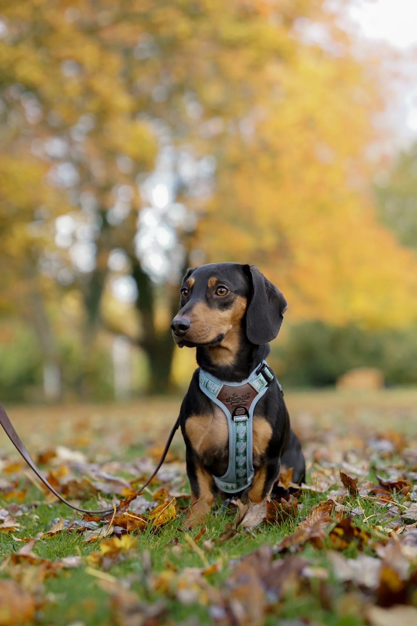 Streamline Pro™ Hondentuig – Daydream Heights