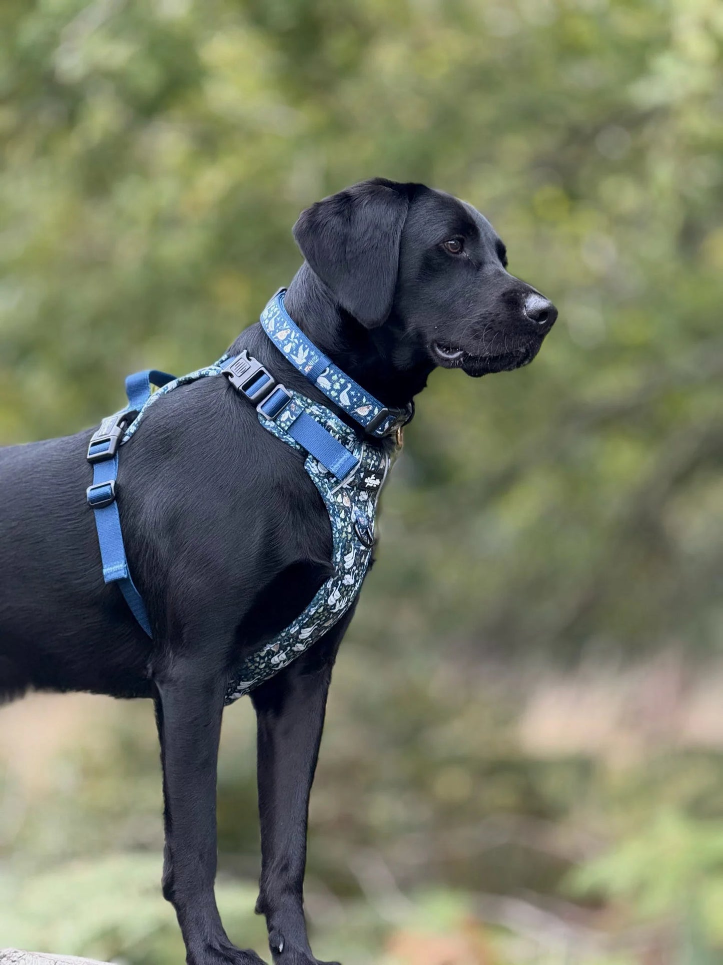 Collier - Douze jours 