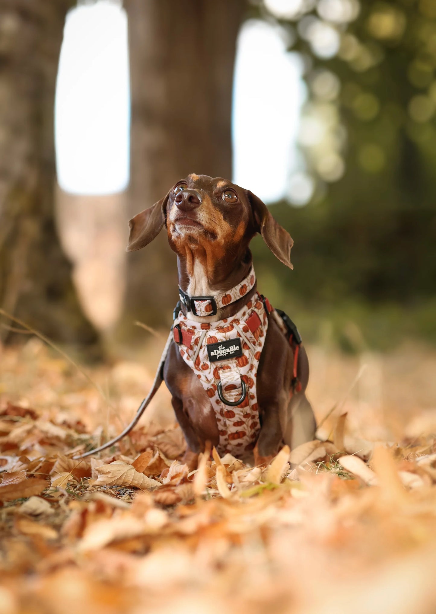 Harnais Hike & Go Lite™ – Pumpkin Farm