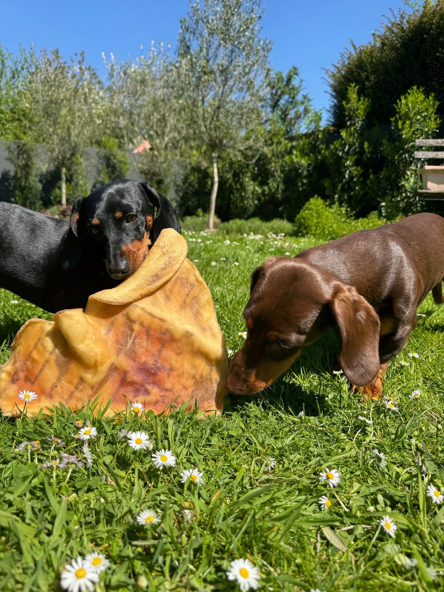 Assiette de cuir chevelu de bœuf 