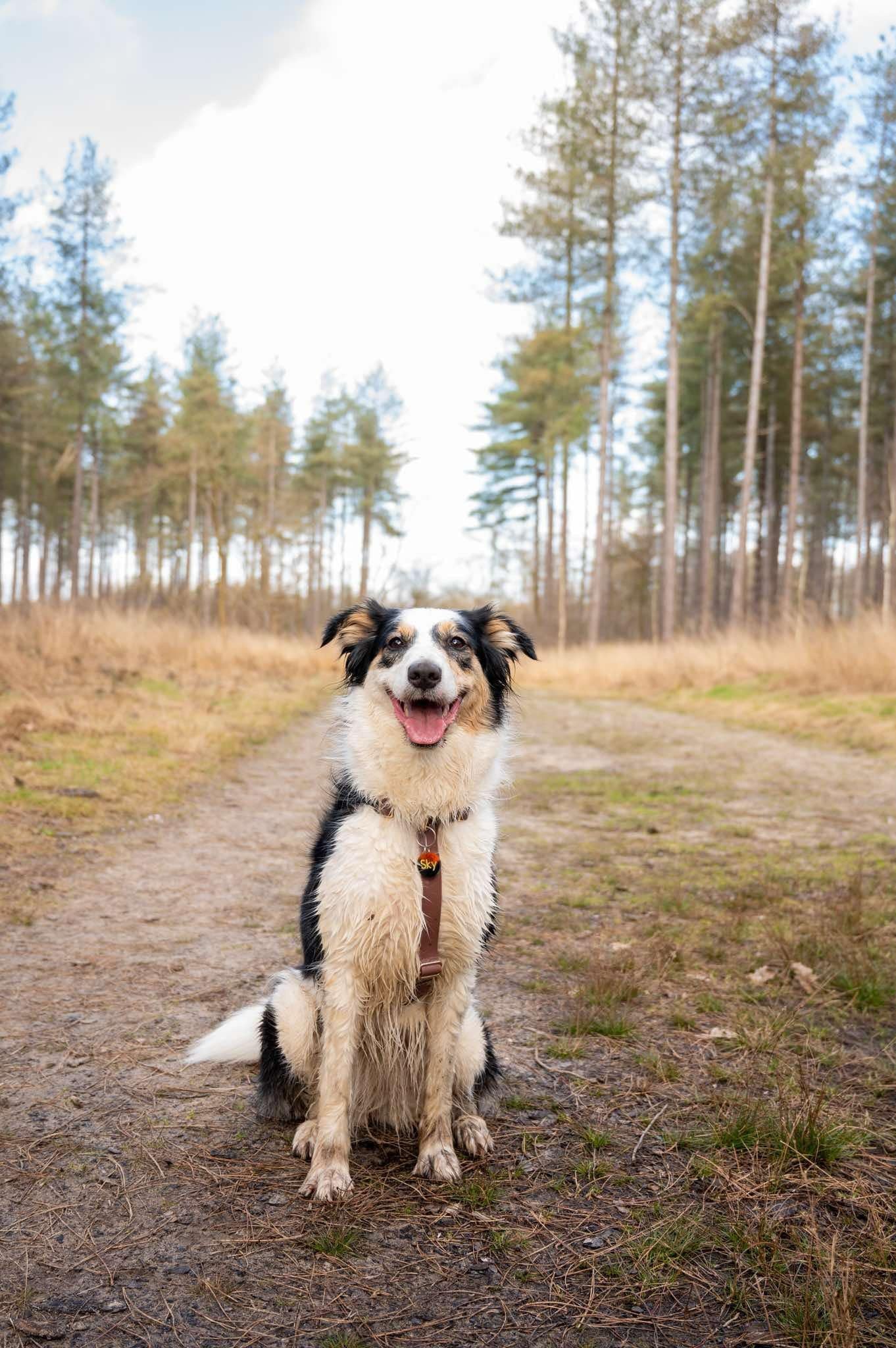 Water-repellent harness